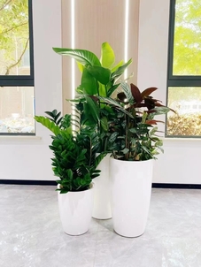 知晓宁波花卉出租价格，开启美丽办公！